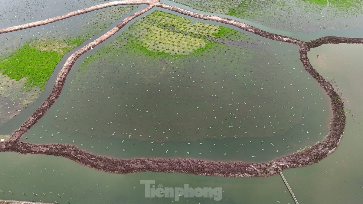 Hàng nghìn mầm sen Bách Diệp được trồng khôi phục tại Hồ Tây như thế nào? ảnh 13