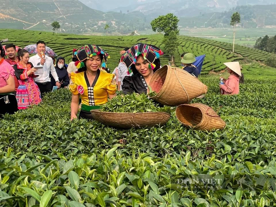 Lễ hội trà lần đầu tổ chức ở Lai Châu, đặc sắc màn hái chè, sao chè và thưởng trà- Ảnh 3. Lễ hội trà lần đầu tổ chức ở Lai Châu, đặc sắc màn hái chè, sao chè và thưởng trà- Ảnh 3.