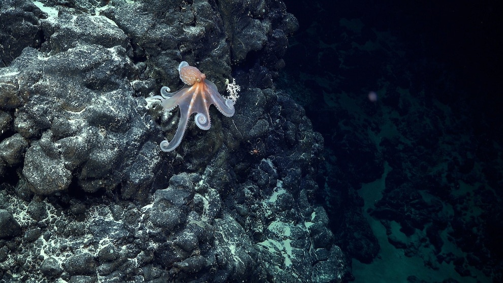 Phát hiện hơn 50 loài sinh vật mới dọc dãy núi ngầm gần Đảo Phục Sinh - 4