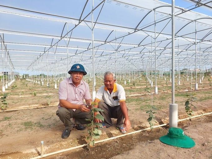 z5314117958574_762098eebf03f368bbeb9d5ef1db8b36-155018_997.jpg Mô hình trồng nho trong nhà màng của HTX nho Thái An được Viện Nghiên cứu Bông và PTNT Nha Hố chuyển giao công nghệ. Ảnh: M.P.