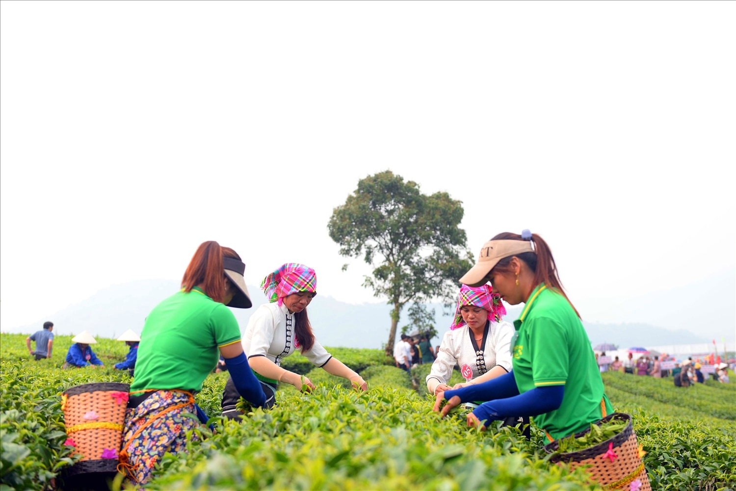 Contestants in traditional costumes quickly picked tea.