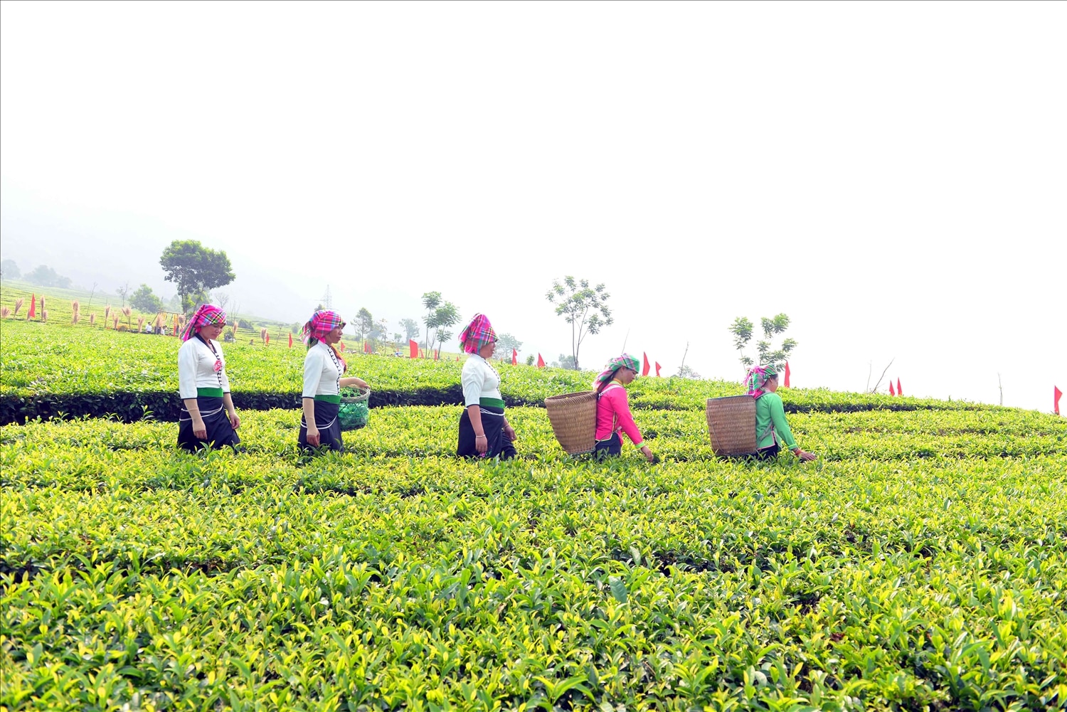 Contestants can only pick tea in their row, using only two hands and not sickles, knives, or machines to pick tea.