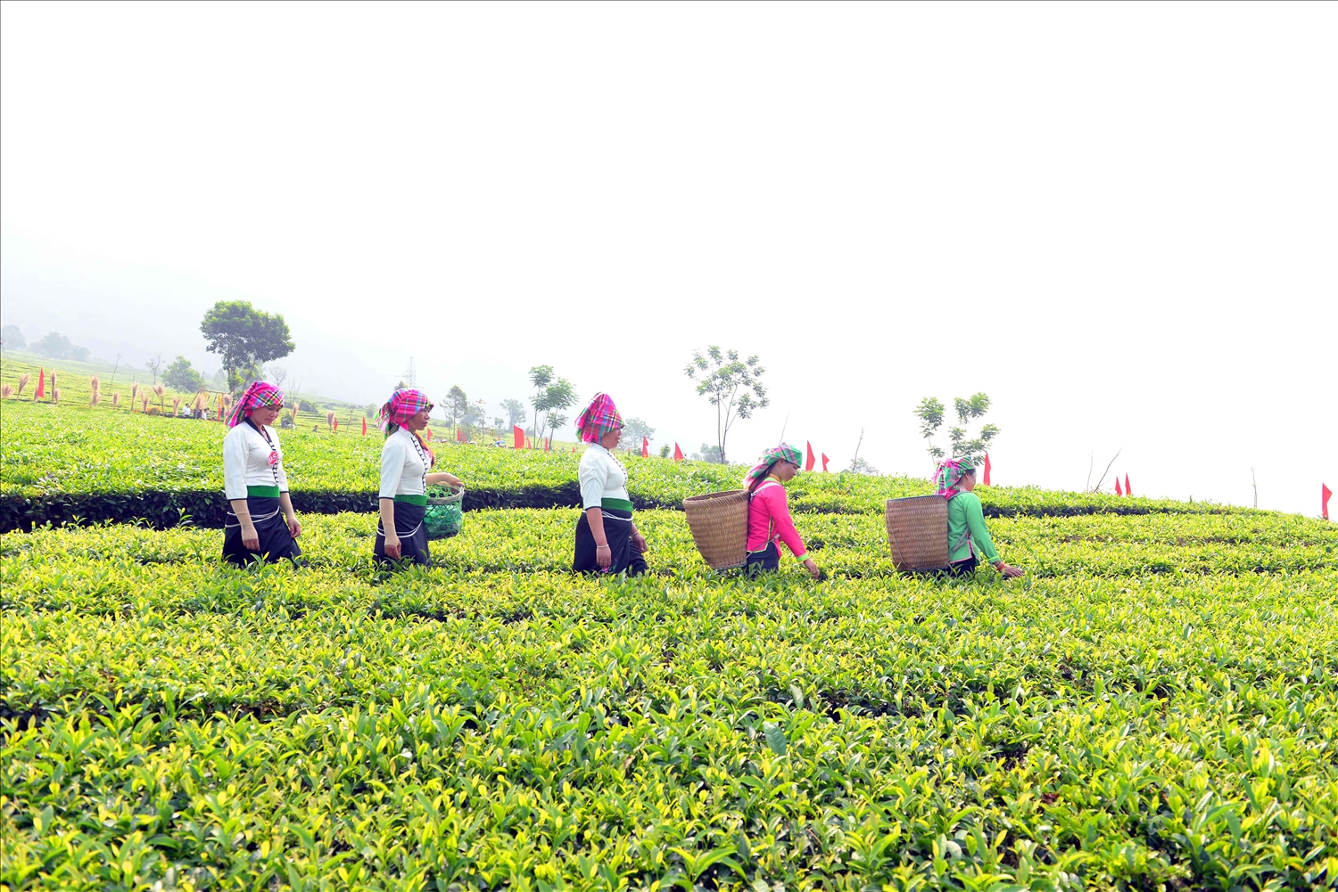 Thí sinh chỉ được hái chè trong hàng của mình, chỉ dùng 2 tay không dùng liềm, dao, máy móc để hái chè. 