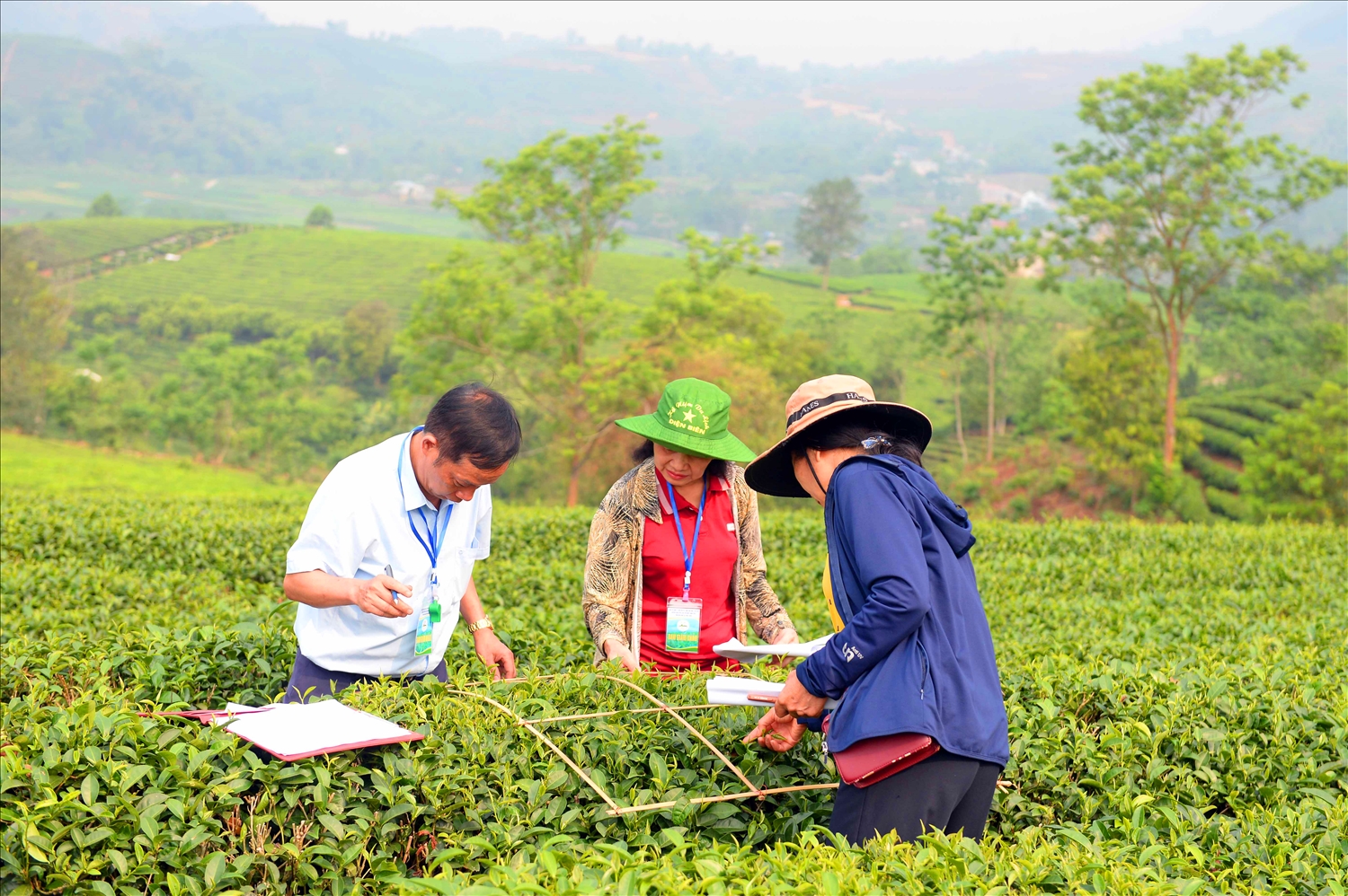 Tea is gathered and weighed after picking right at the head of the bed.