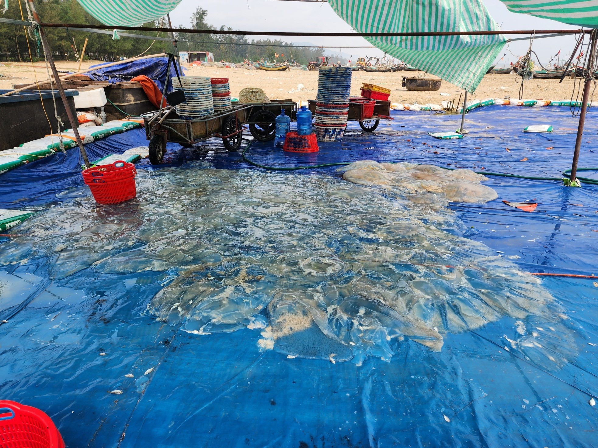 Ngư dân Hà Tĩnh vào mùa thu hoạch sứa biển, kiếm tiền triệu mỗi ngày ảnh 6