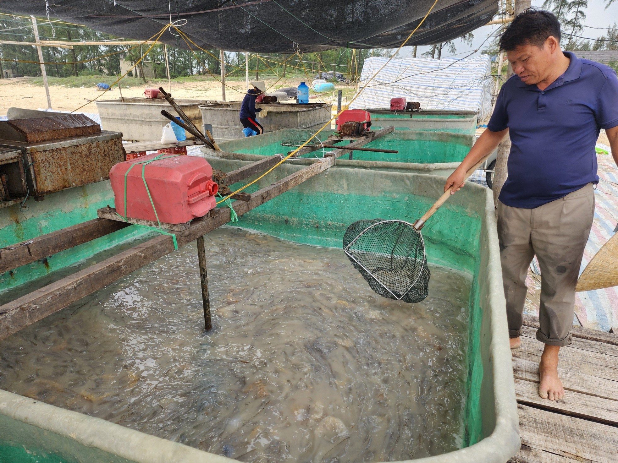Ngư dân Hà Tĩnh vào mùa thu hoạch sứa biển, kiếm tiền triệu mỗi ngày ảnh 7