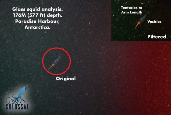 Nhóm Kolossal ghi hình một sinh vật giống mực thủy tinh trưởng thành hoặc mực khổng lồ con ở Cảng Paradise, châu Nam Cực. Ảnh: Business Insider