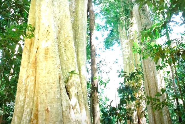 Cận cảnh khu rừng ở Việt Nam có 39 cây di sản, tuổi đời lên đến trên 450 năm ảnh 3