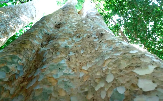 Cận cảnh khu rừng ở Việt Nam có 39 cây di sản, tuổi đời lên đến trên 450 năm ảnh 4