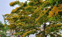 Ngắm quần thể 9 cây giáng hương ấn trăm tuổi ở Quảng Nam vừa thành Cây Di sản