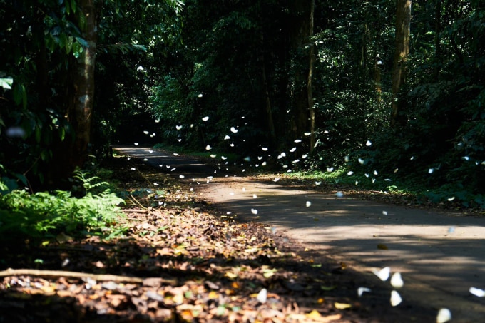 Bướm trắng bay trong Vườn Quốc gia Cúc Phương. Ảnh: Đỗ Tuyên