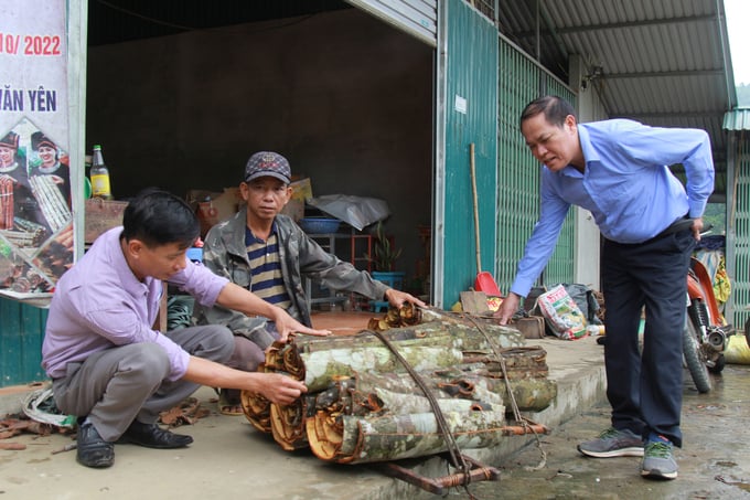 img_1073-235852_498.jpg Công ty Sơn Hà luôn giám sát chặt chẽ các khâu chăm sóc, thu mua, bảo quản để có sản phẩm quế đảm bảo tiêu chuẩn. Ảnh: Thanh Tiến.