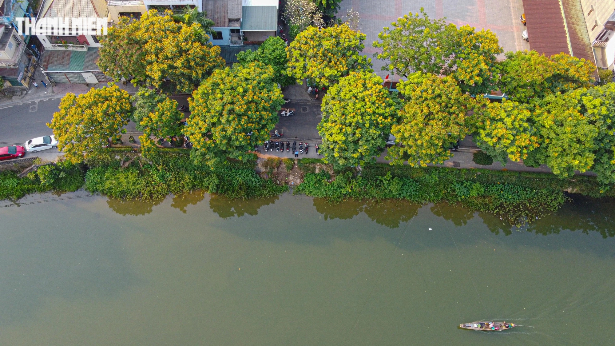 Thời điểm này, điệp vàng bung nở quyện trong ánh nắng bình minh, tạo nên bức tranh thiên nhiên tuyệt đẹp