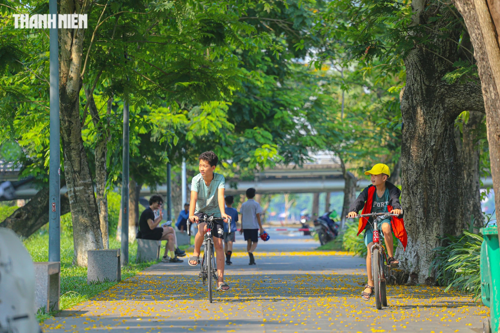 Cố đô Huế quyến rũ trong mùa hoa điệp vàng- Ảnh 3. Cùng phượng vĩ, điệp vàng cũng gắn liền với biết bao kỷ niệm của học trò và trẻ em xứ Huế