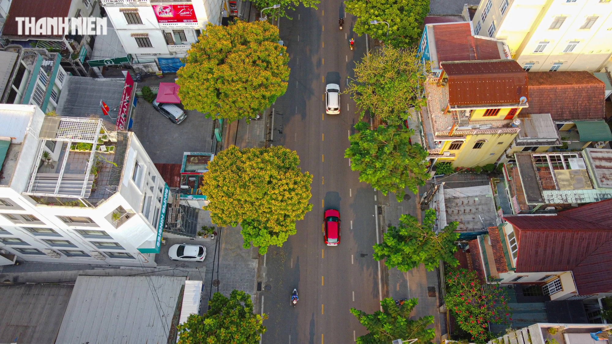 Cố đô Huế quyến rũ trong mùa hoa điệp vàng- Ảnh 5. Trong cái nắng đầu hạ, điệp vàng bung nở nhuộm vàng mọi ngóc ngách, cung đường
