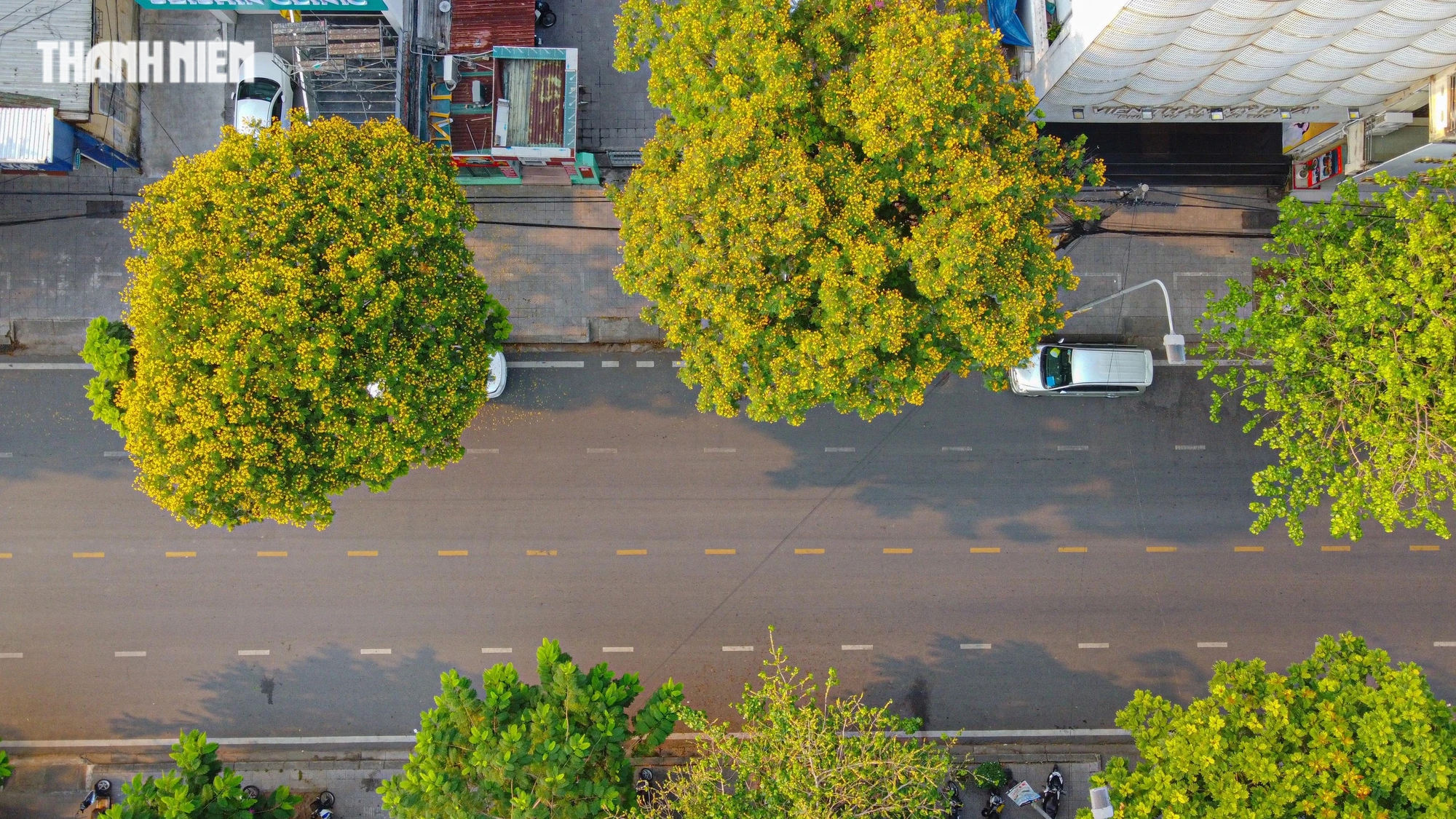 Cố đô Huế quyến rũ trong mùa hoa điệp vàng- Ảnh 10. Không như những loài hoa khác, chùm hoa điệp vàng nở tít trên đỉnh ngọn cây.