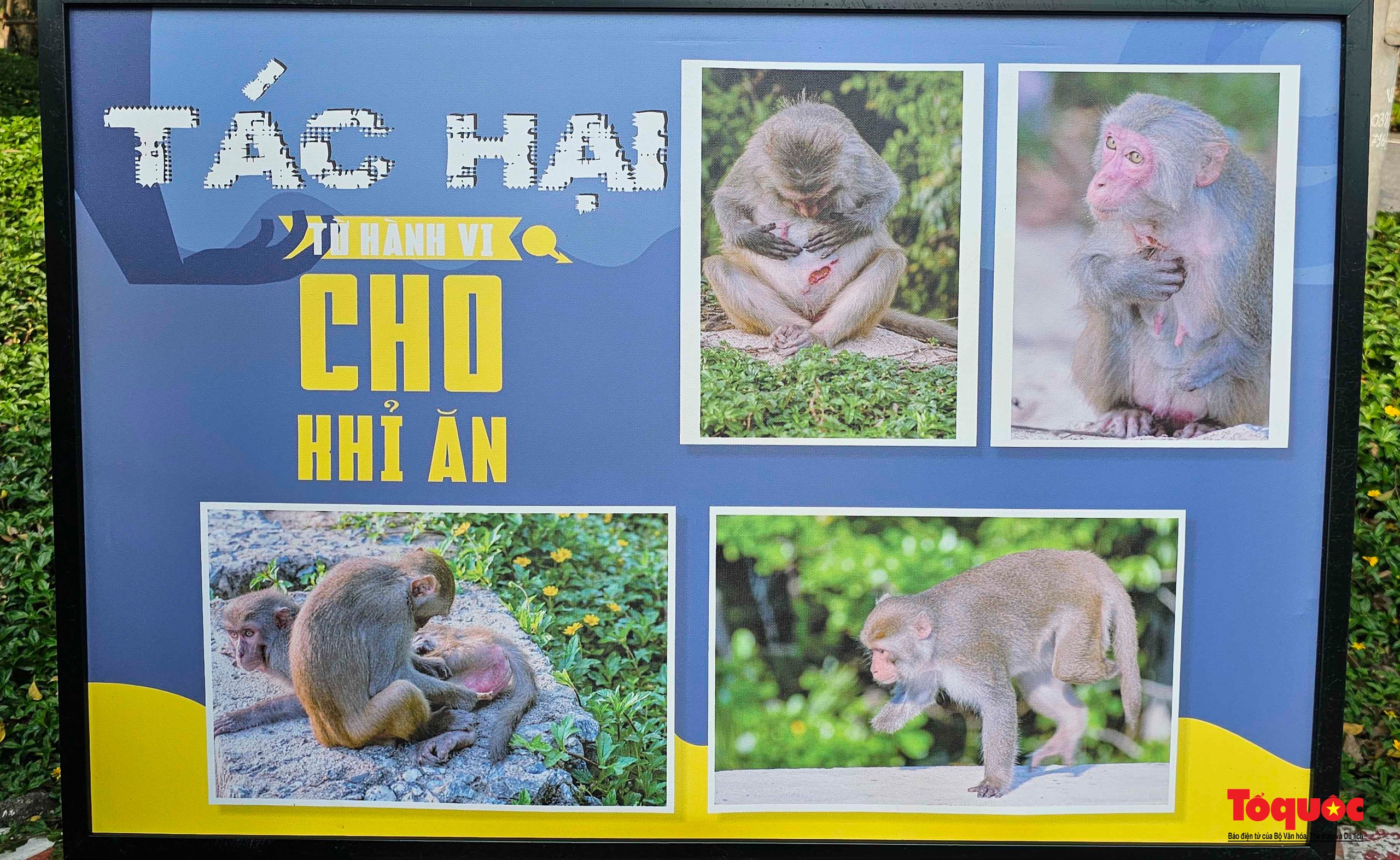 Hơn 700 người nhặt rác, kêu gọi cộng đồng chung tay xây dựng hình ảnh bán đảo Sơn Trà là “điểm đến du lịch Xanh” - Ảnh 15. Hơn 700 người nhặt rác, kêu gọi cộng đồng chung tay xây dựng hình ảnh bán đảo Sơn Trà là “điểm đến du lịch Xanh” - Ảnh 15.