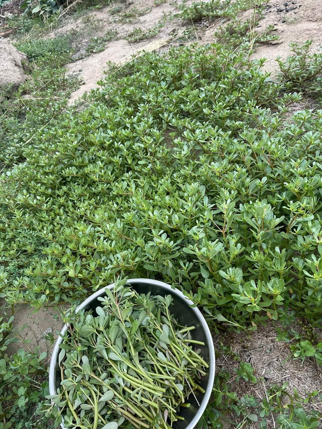 Rau dại mùa hè, thứ Rau dại mùa hè, thứ