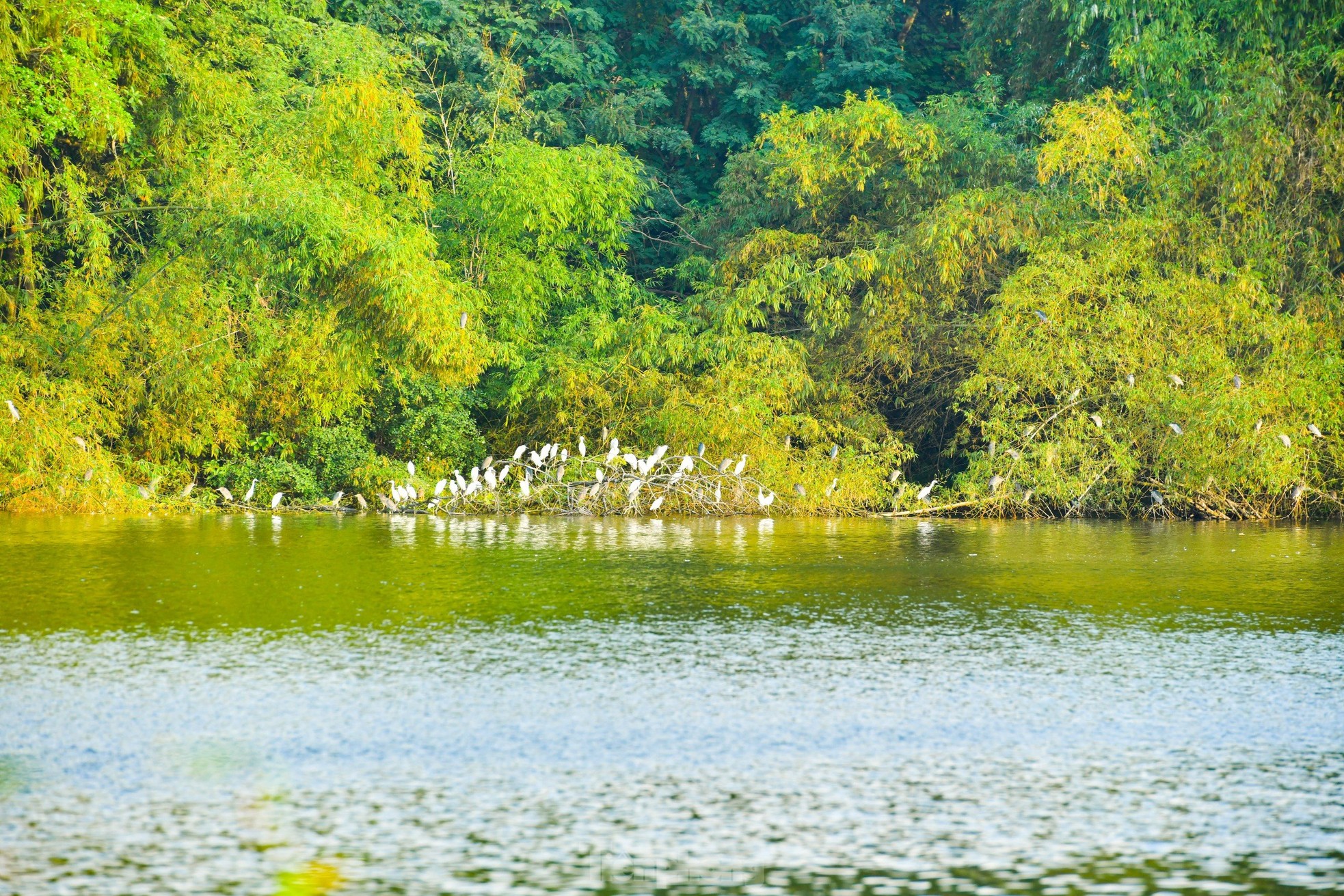 Unique campus of Bac Giang Agriculture and Forestry University photo 4