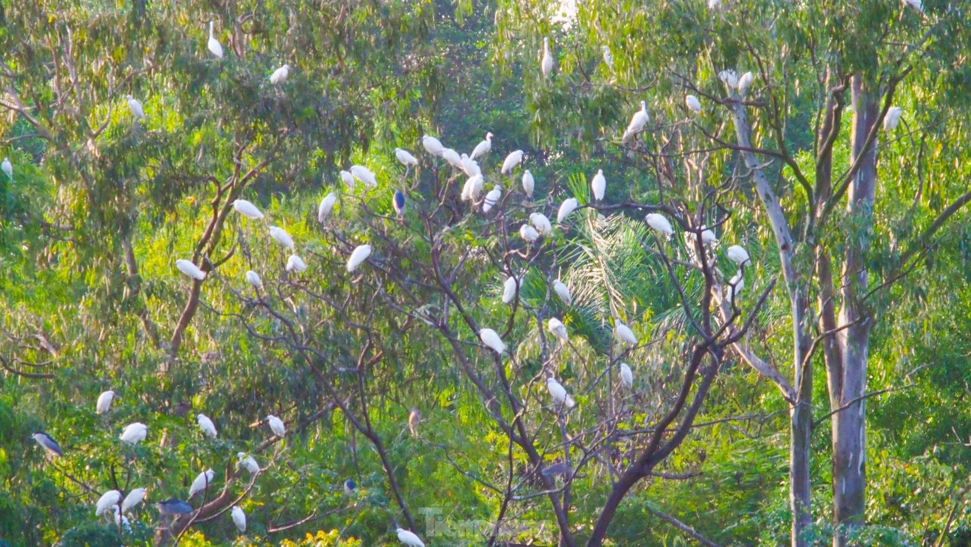 Unique campus of Bac Giang Agriculture and Forestry University photo 8