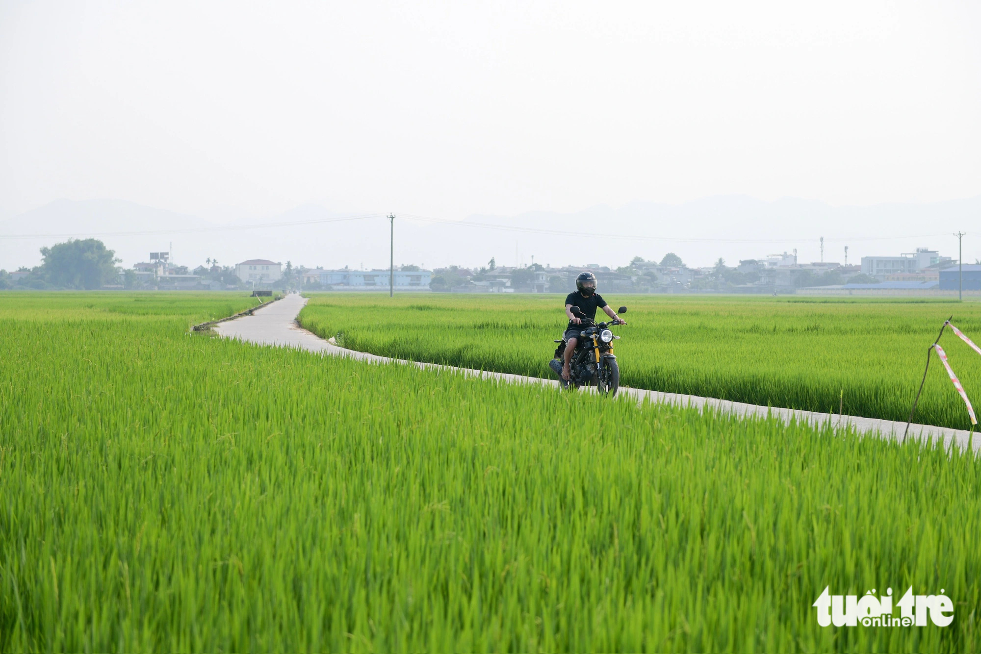 Cánh đồng Mường Thanh hôm nay - Ảnh: NAM TRẦN