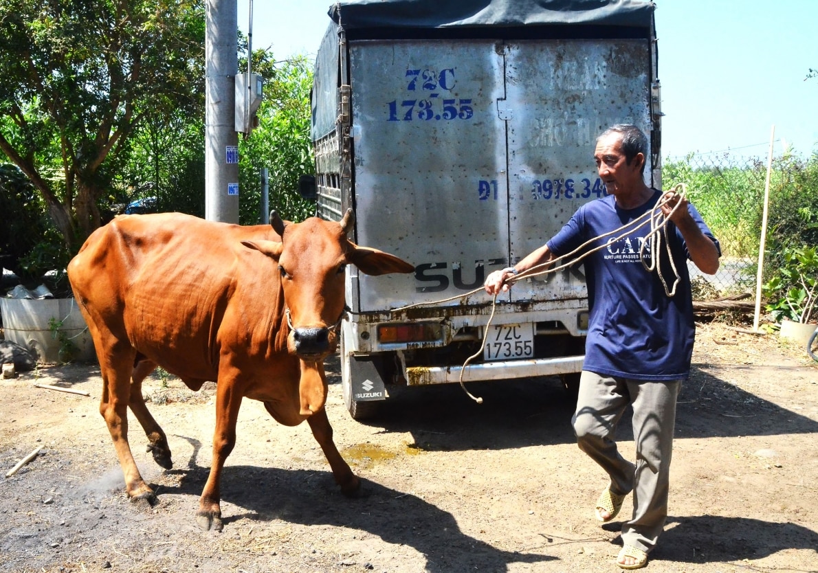 Ông Trần Văn Bông ở xã Láng Dài, huyện Đất Đỏ phấn khởi được Hội NCT tỉnh trao tặng bò giống sinh sản