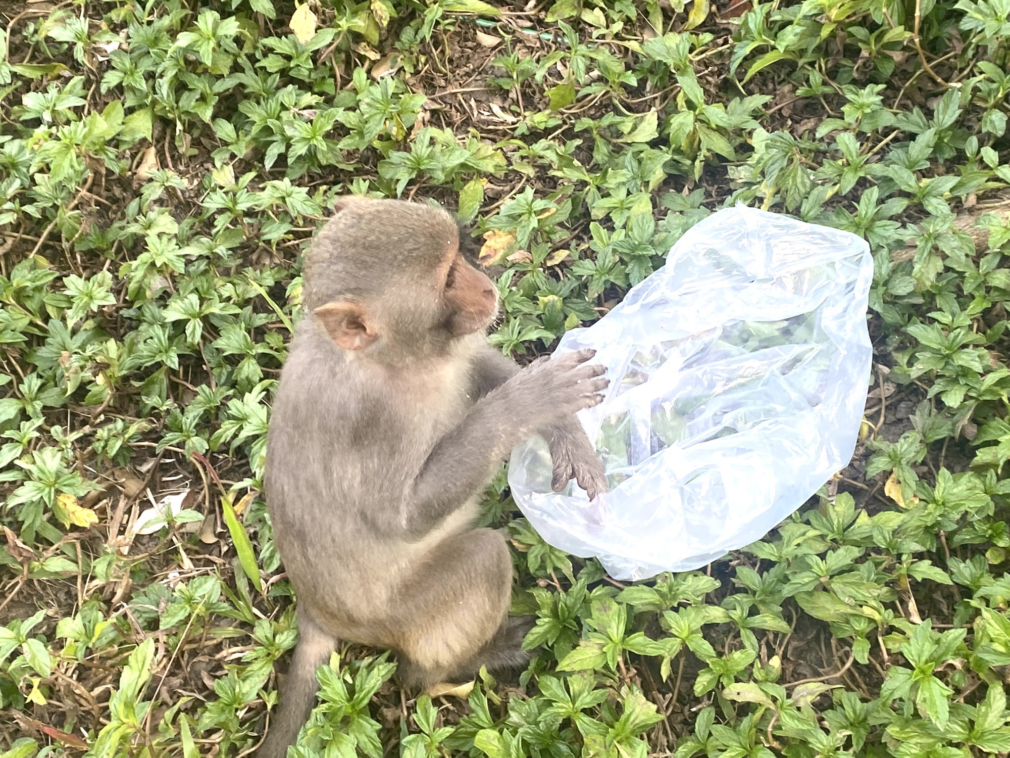 Nhiều nơi trên bán đảo Sơn Trà đầy rác- Ảnh 6. Nhiều nơi trên bán đảo Sơn Trà đầy rác- Ảnh 6.