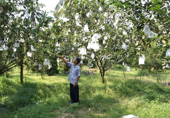 Năm nay là năm thứ 3 vườn bưởi 1.000 cây của ông Đặng Văn Cấp cho quả. Ảnh: V.Đ.T.