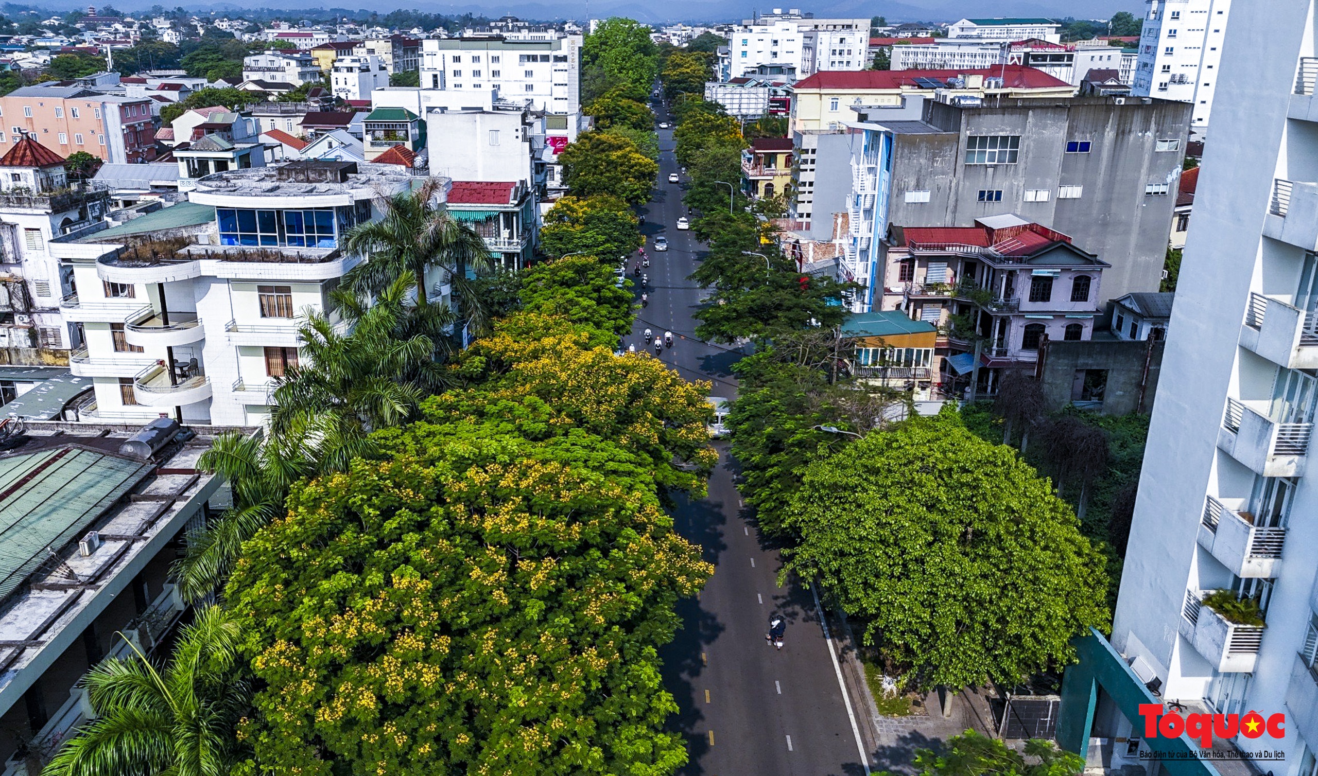 Mùa hoa điệp vàng tỏa sắc giữa lòng Cố đô Huế - Ảnh 3. Mùa hoa điệp vàng tỏa sắc giữa lòng Cố đô Huế - Ảnh 3.