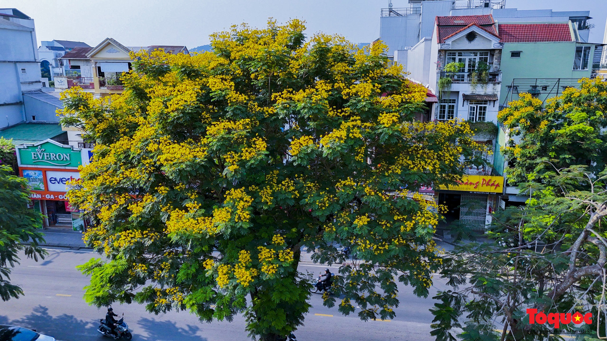 Mùa hoa điệp vàng tỏa sắc giữa lòng Cố đô Huế - Ảnh 5. Mùa hoa điệp vàng tỏa sắc giữa lòng Cố đô Huế - Ảnh 5.