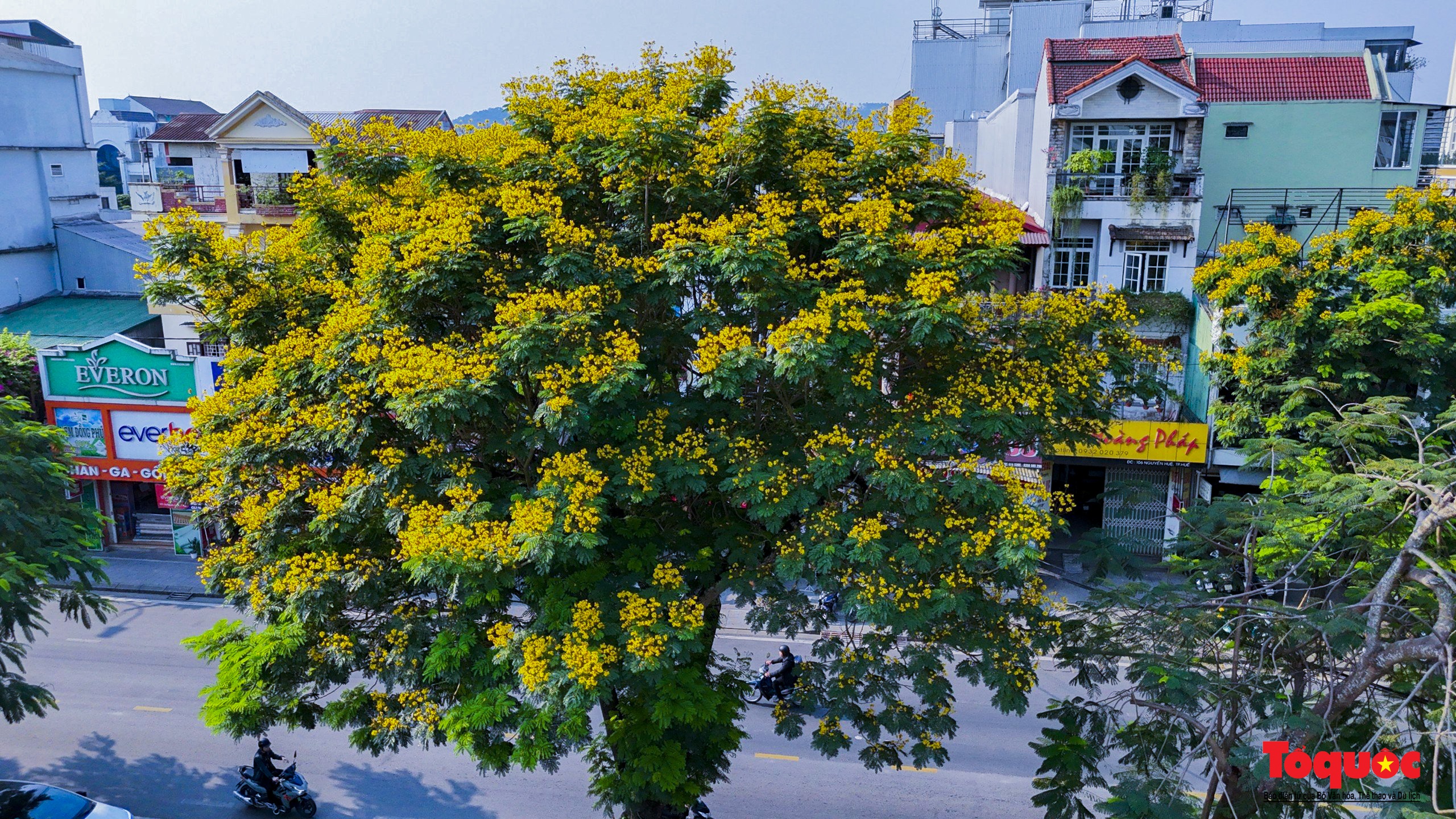 Mùa hoa điệp vàng tỏa sắc giữa lòng Cố đô Huế - Ảnh 5.