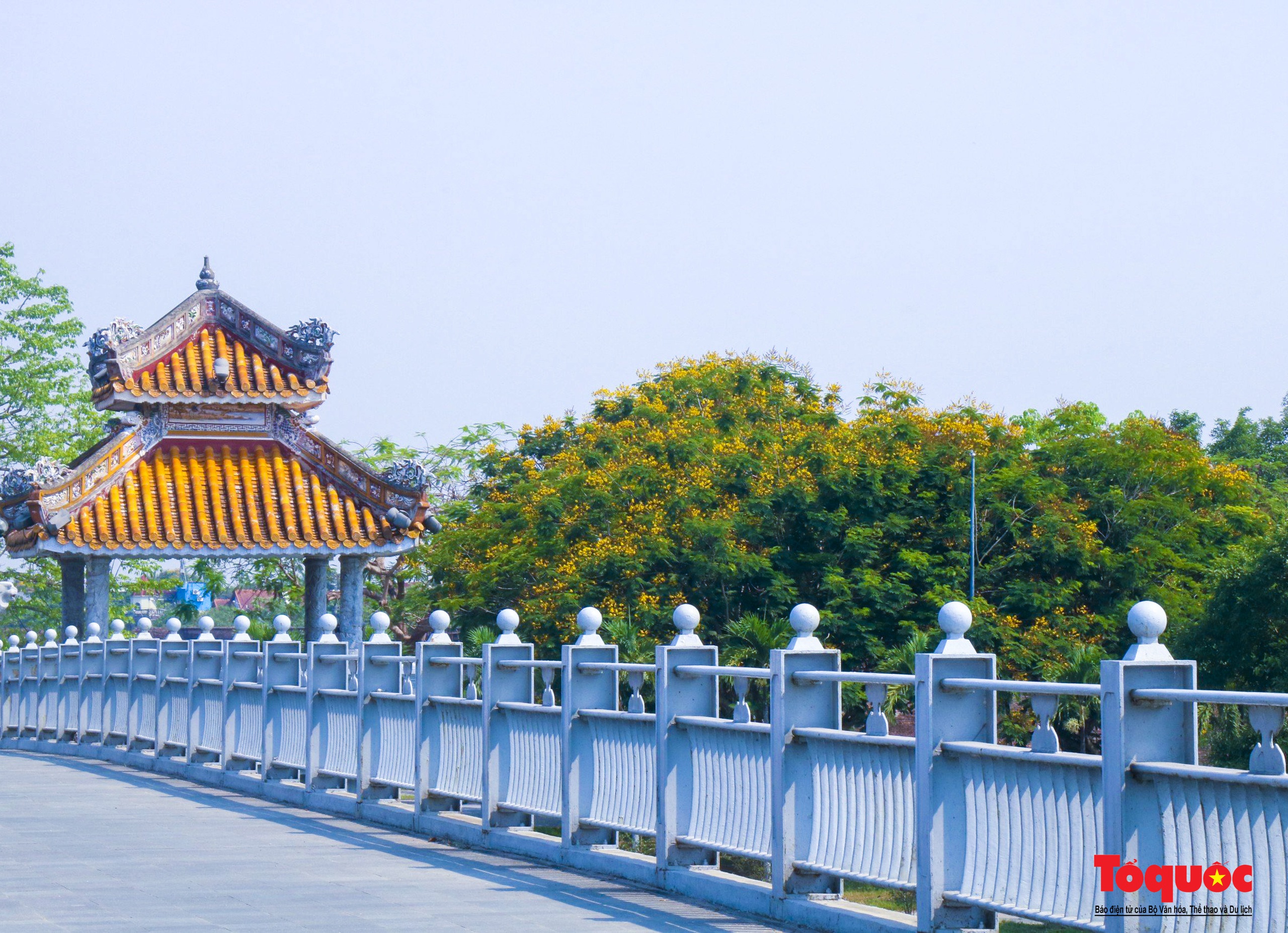 Mùa hoa điệp vàng tỏa sắc giữa lòng Cố đô Huế - Ảnh 11. Mùa hoa điệp vàng tỏa sắc giữa lòng Cố đô Huế - Ảnh 11.