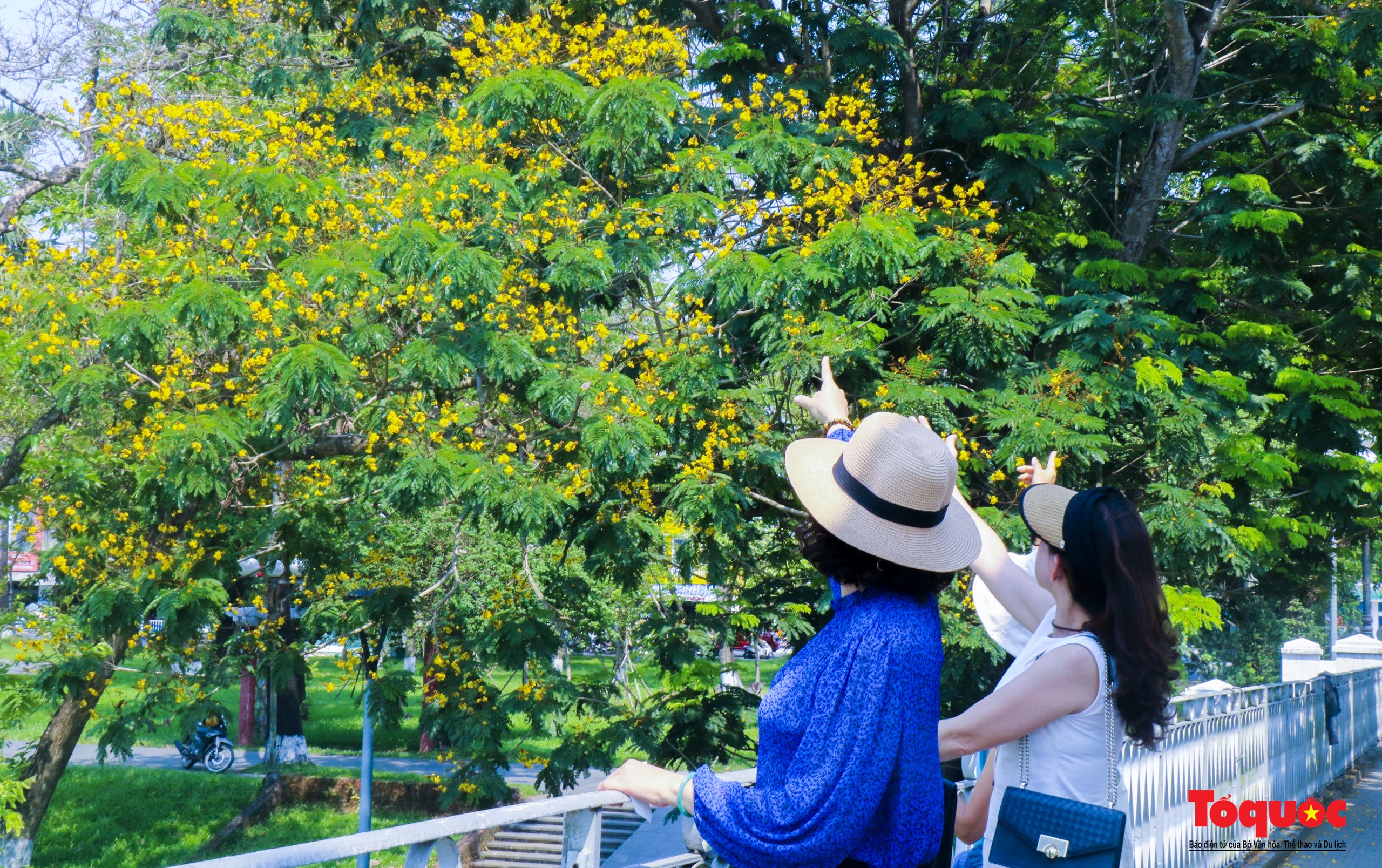 Mùa hoa điệp vàng tỏa sắc giữa lòng Cố đô Huế - Ảnh 14. Mùa hoa điệp vàng tỏa sắc giữa lòng Cố đô Huế - Ảnh 14.