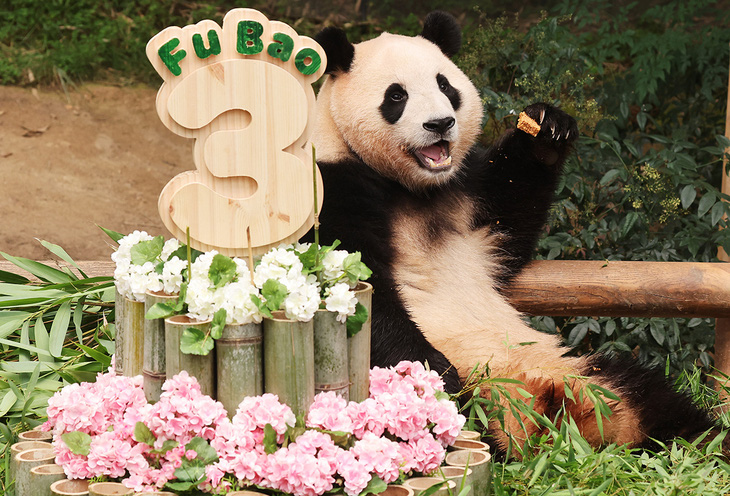Tiệc mừng Fu Bao 3 tuổi ở Everland - Ảnh: Koreanet Tiệc mừng Fu Bao 3 tuổi ở Everland - Ảnh: Koreanet