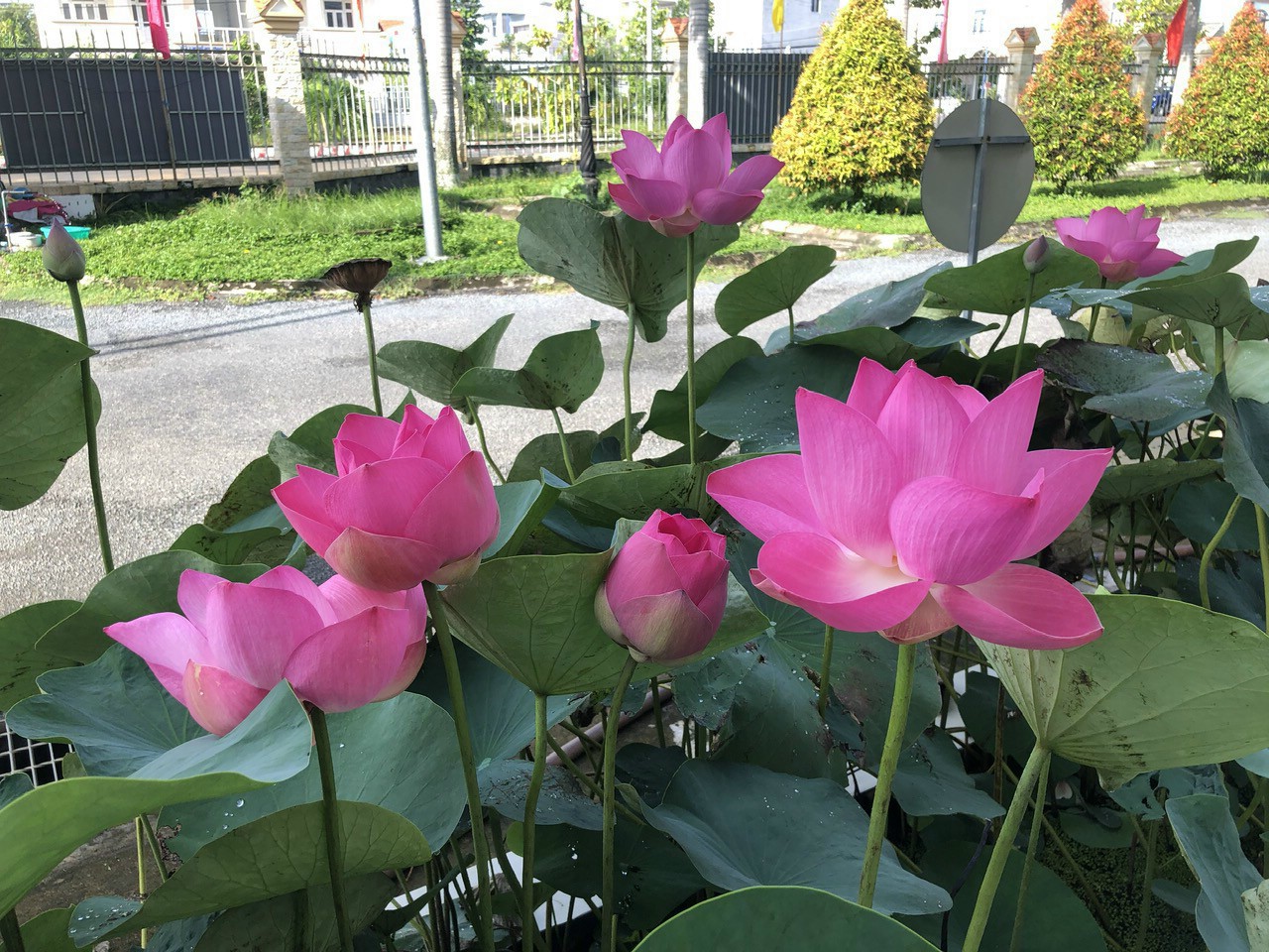 Đồng Tháp tổ chức Lễ hội sen lần thứ 2 vào dịp sinh nhật Bác Hồ- Ảnh 3. Đồng Tháp hiện có 1.800 ha sen và tỉnh chọn sen là 1 trong 5 ngành hàng chủ lực trong tái cơ cấu ngành nông nghiệp