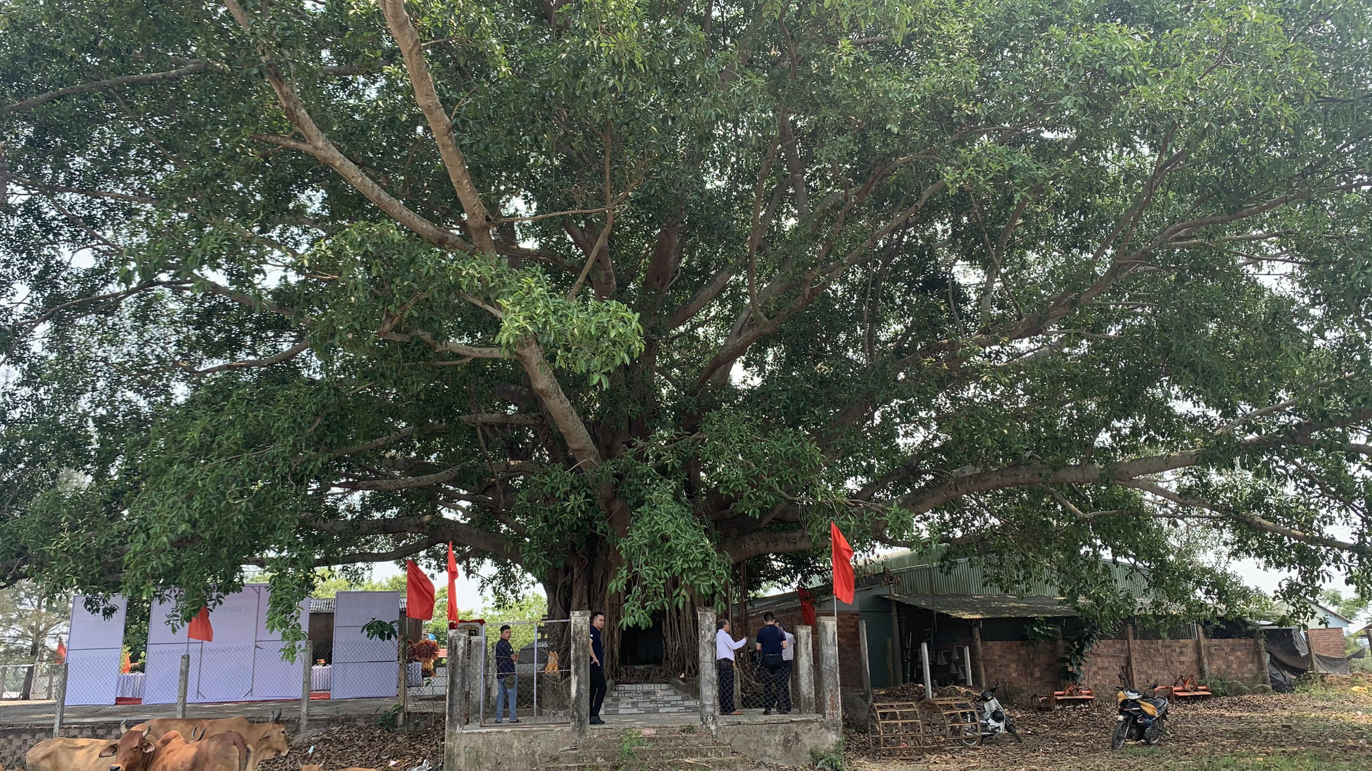 Bộ rễ khủng cây di sản trùm kín miếu thờ ở Quảng Nam- Ảnh 4. Phần dưới của gốc đa Bàng Tân vừa được công nhận là cây di sản - Ảnh: B.D.