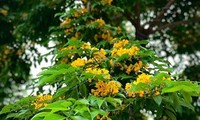 Đẹp nao lòng những chùm giáng hương vàng rực ở thành Vinh