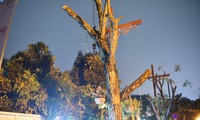 Trồng loạt cây giáng hương trên phố đi bộ Trịnh Công Sơn