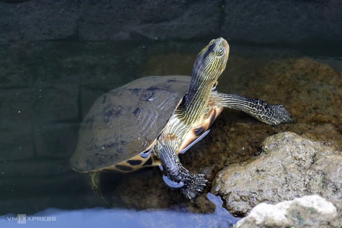 Một cá thể rùa sinh sống trong hồ nước ở chùa Nam Sơn. Ảnh: Nguyễn Đông