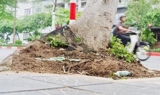 Hanoi: Muchos árboles tienen raíces expuestas, potencialmente en riesgo de ser arrancados y caer durante la temporada de tormentas