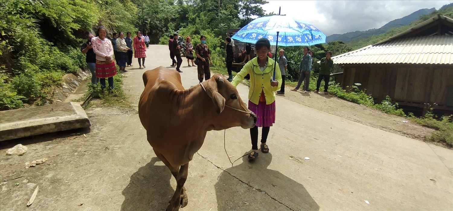 Đồng bào dân tộc Mông ở xã Thái Sơn, huyện Bảo Lâm được nhận bò giống để chăn nuôi