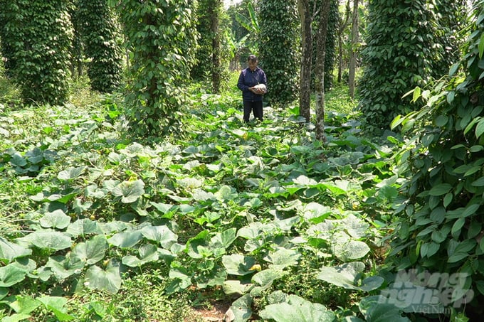Dưới vườn tiêu hữu cơ, nông dân Gio An trồng nhiều loại cây rau màu để sử dụng. Ảnh: Võ Dũng.