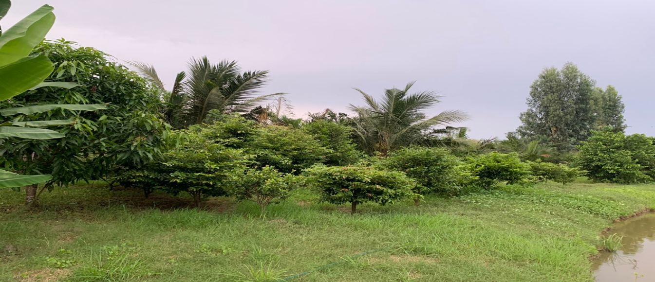 Mô hình nuôi ếch dày đặc dưới ao, trên trồng mai vàng ở một xã của Sóc Trăng đang được người ta đến xem- Ảnh 6. Mô hình nuôi ếch dày đặc dưới ao, trên trồng mai vàng ở một xã của Sóc Trăng đang được người ta đến xem- Ảnh 6.