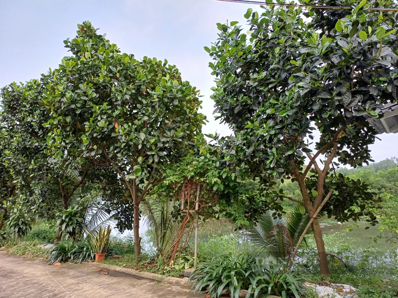 Rời phố thị về mua đất trồng bạt ngàn cây ăn quả, vợ chồng lão nông Thái Nguyên 
