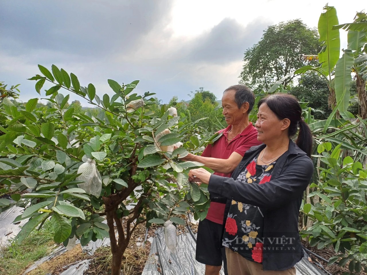 Rời phố thị về mua đất trồng bạt ngàn cây ăn quả, vợ chồng lão nông Thái Nguyên 