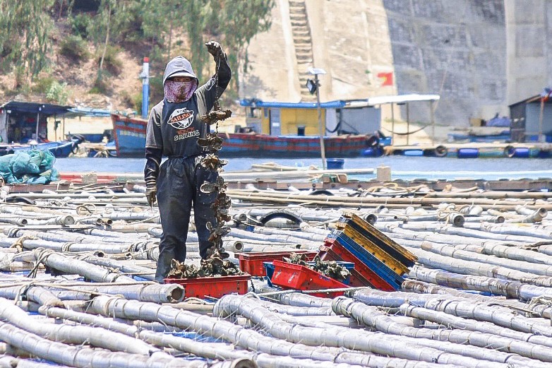 Mùa thu hoạch hàu dưới chân cầu Đề Gi ảnh 3