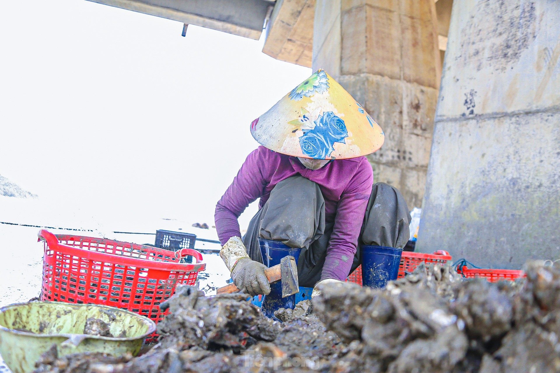 Austernerntezeit am Fuße der De-Gi-Brücke, Foto 12