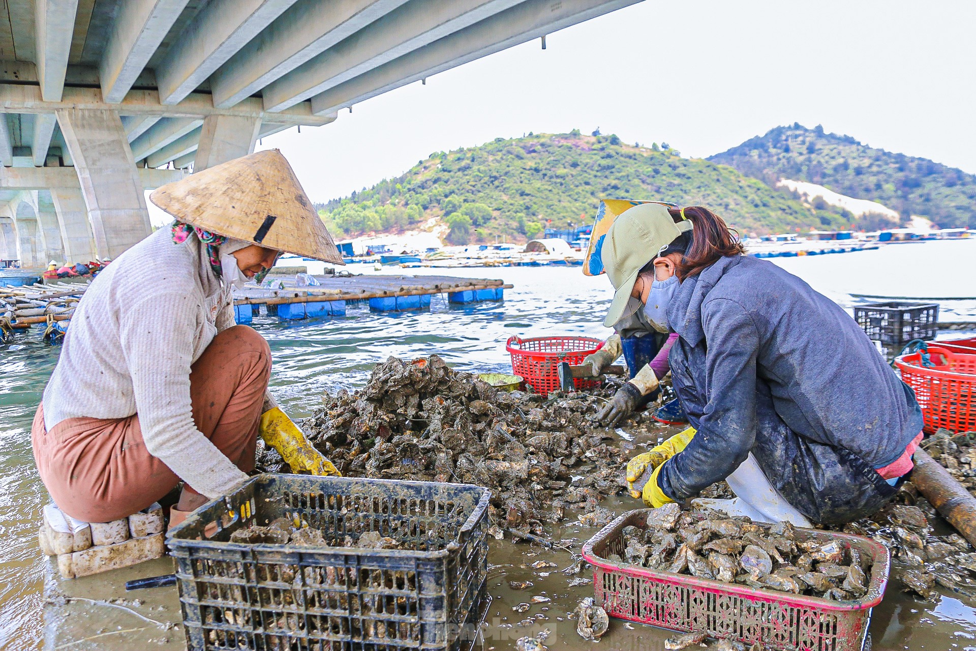 Mùa thu hoạch hàu dưới chân cầu Đề Gi ảnh 16