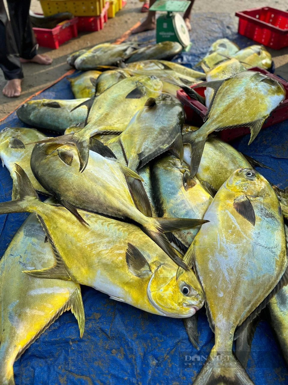 Trúng đậm mẻ cá vàng dương quý nặng 1 tấn, một ngư dân Hà Tĩnh thu ngay 300 triệu đồng sau chuyến biển- Ảnh 3.