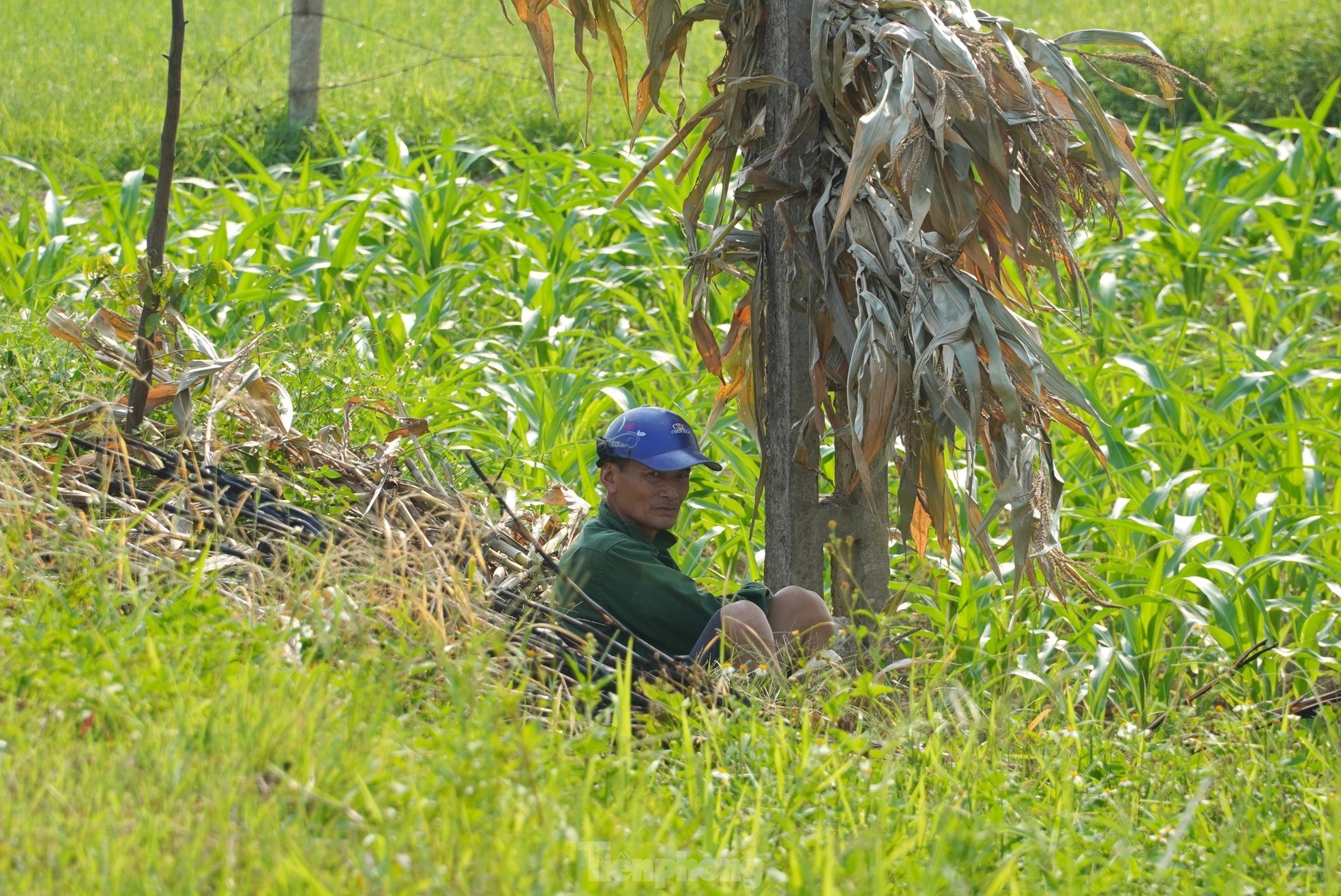 Фермеры изо всех сил пытаются заработать на жизнь в пик жары, фото 8